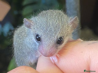 Mouse rodents - Advert 20