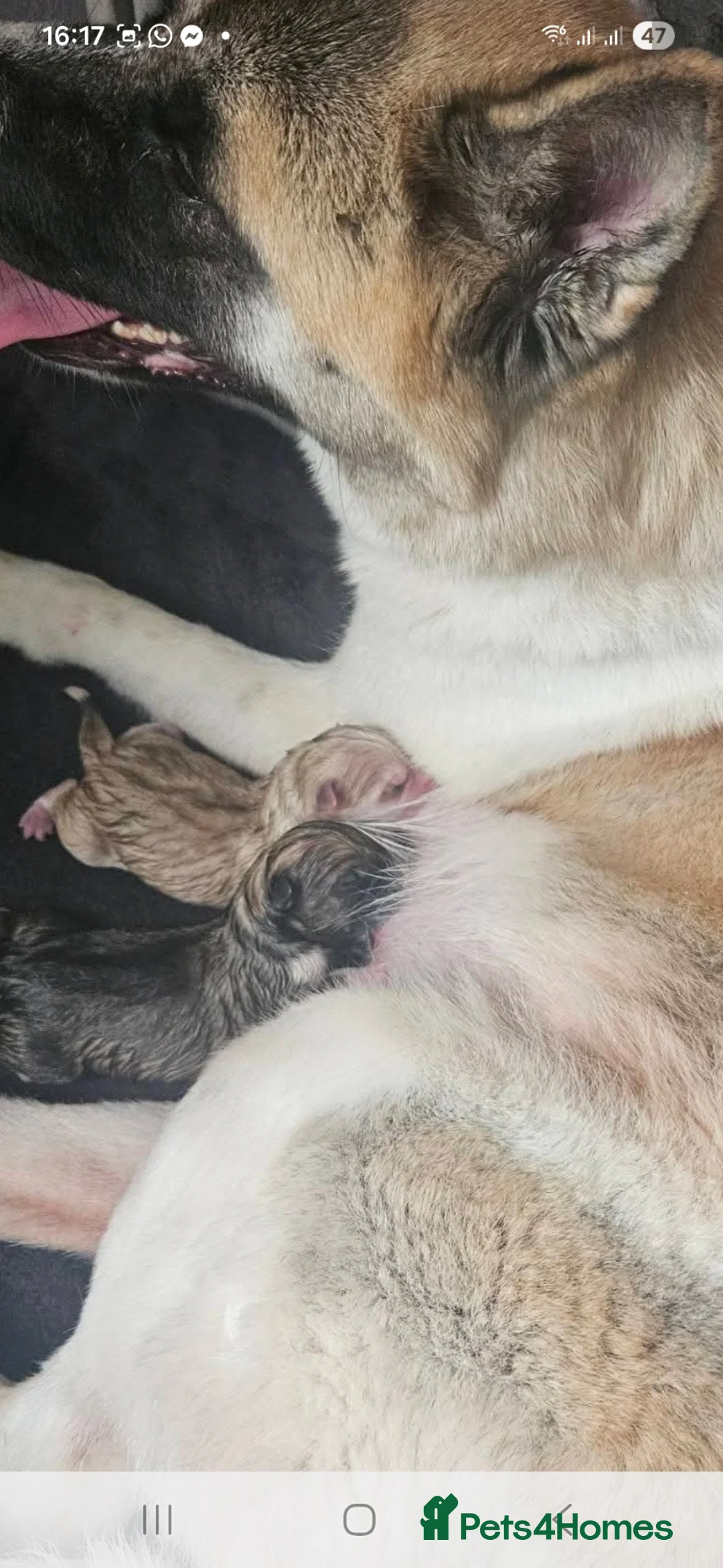 Huskita dogs for sale: Beautiful huskita  in Saint Helens - Advert 4