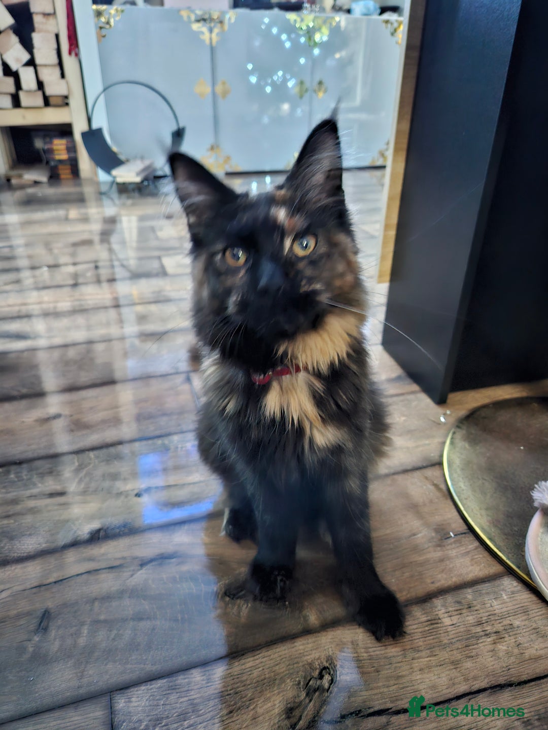 Maine Coon cats for sale: Maine coon  - Image 1