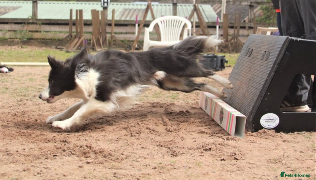 Border Collie dogs for stud: *PROVEN* Blue and White Border Collie Stud in Stoke-on-Trent - Image 7