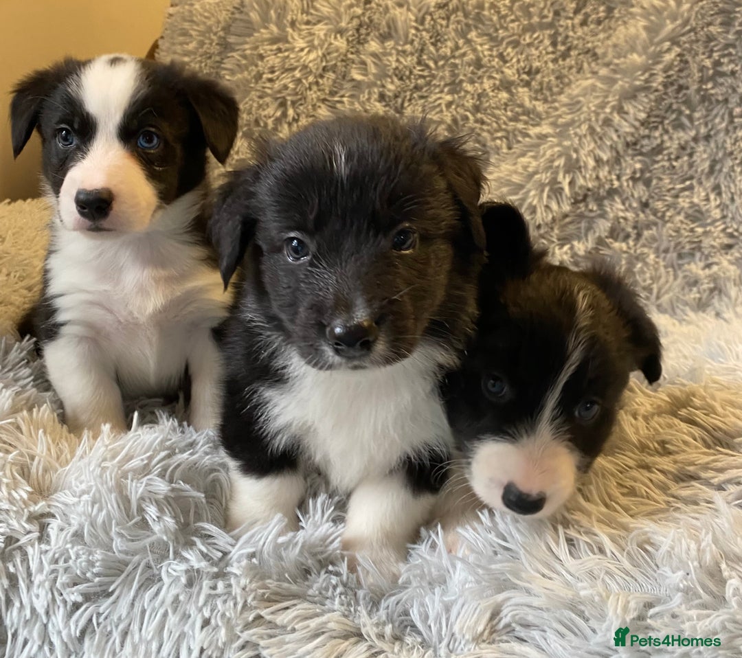 Mixed Breed dogs for sale: Gorgeous borgi pups - Image 12