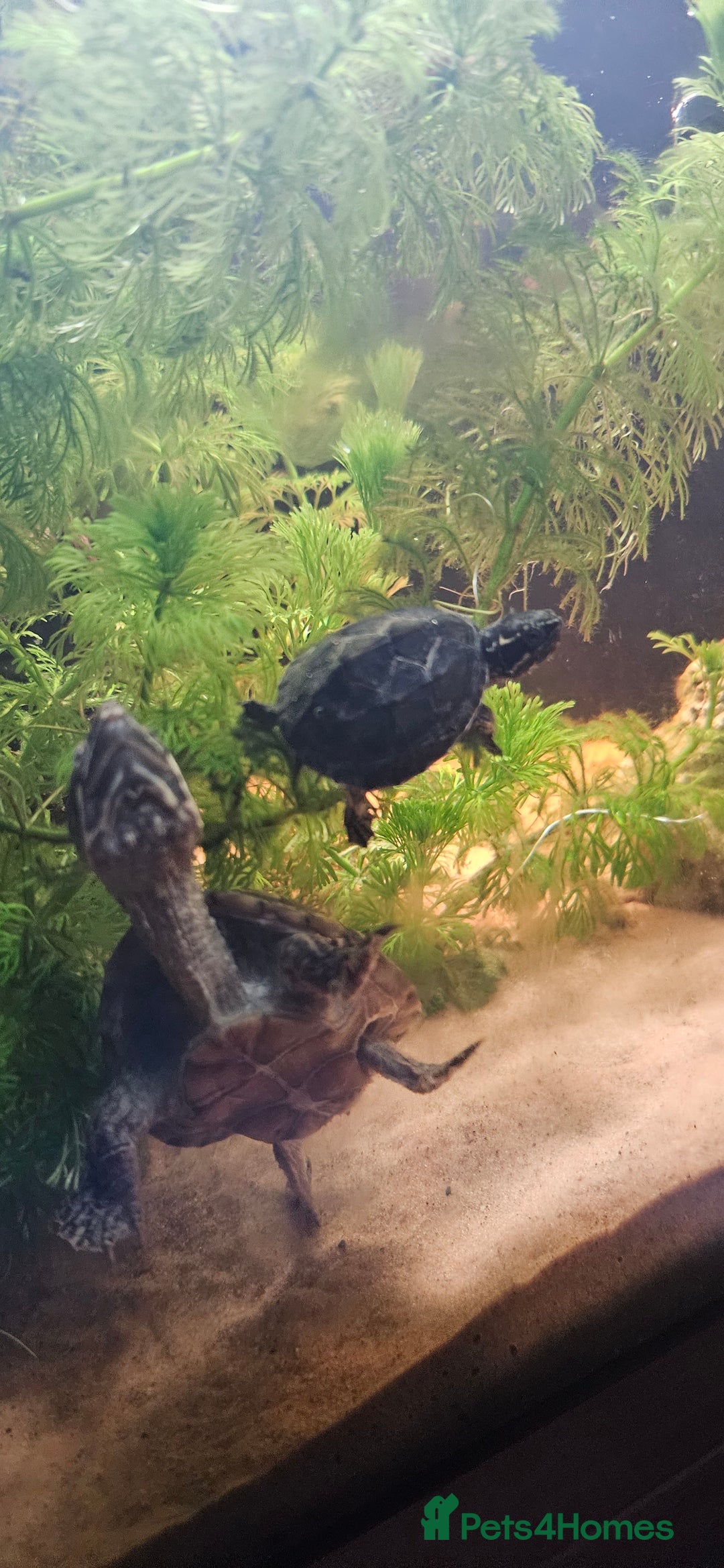 Turtle reptiles for sale: 2 musk turtles  - Image 10