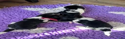 Biewer Terrier dogs for sale: Biewer Terriers  - Advert 9