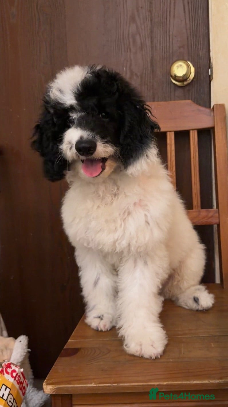 Sproodle dogs Puppy Parti Poodle - Advert 3
