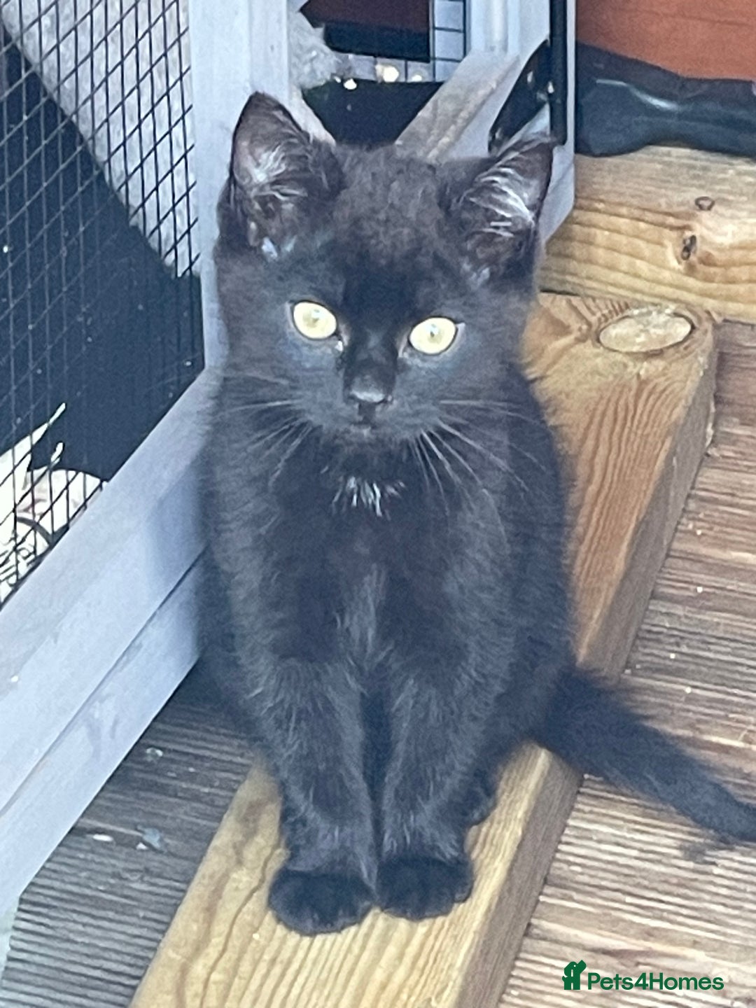 Mixed Breed cats for sale: Ready for forever homes NOW - Image 14