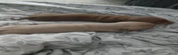 Miniature Dachshund dogs for sale: 2 beautiful boy miniature  dachunds  - Advert 8