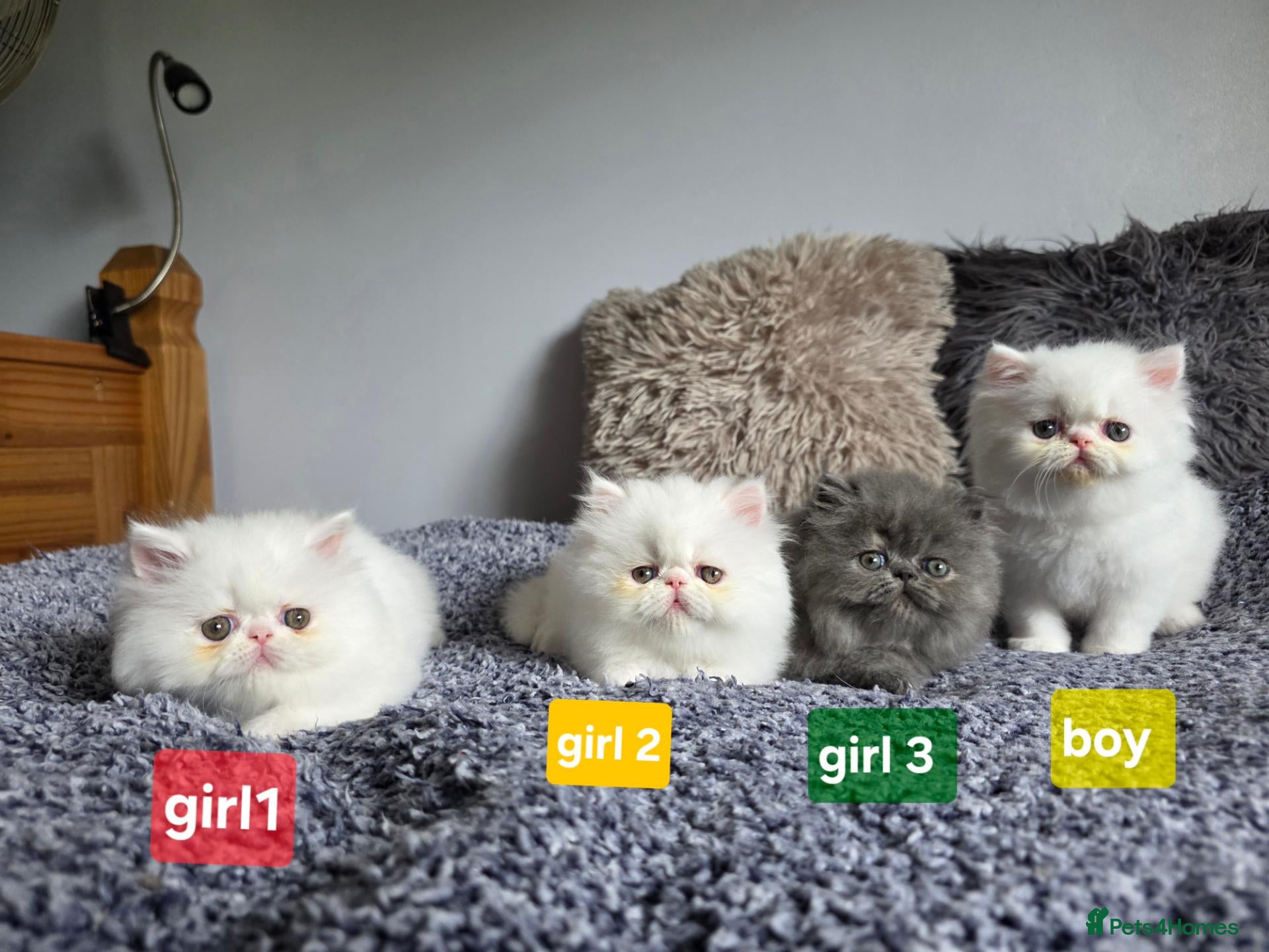 Persian cats BEAUTIFUL PERSIAN KITTENS – READY 14 SEPTEMBER ❤️ - Advert 2
