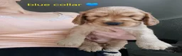 Cocker Spaniel dogs for sale: Cockerspaniel Puppies For Sale Raised With Care - Advert 4