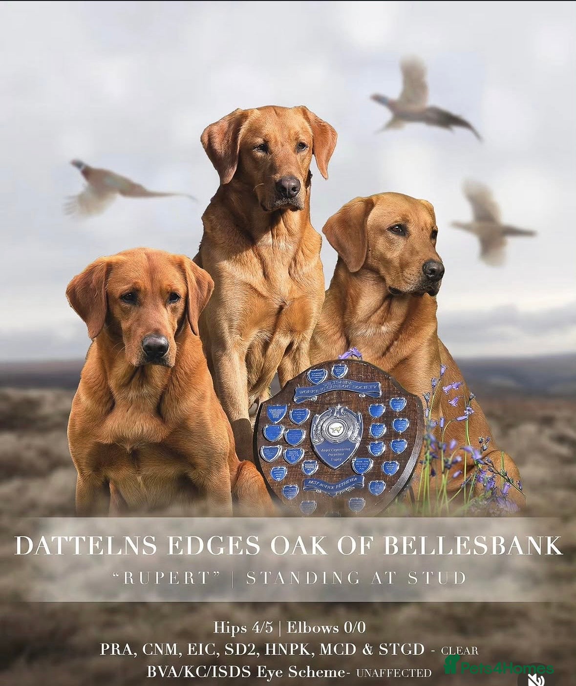 Labrador Retriever dogs for sale: 7 gorgeous kc reg Labradors  - Advert 1