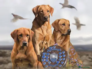 Labrador Retriever dogs for sale: 7 gorgeous kc reg Labradors - Advert 1