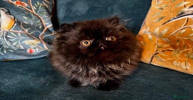 Persian cats - Advert 12