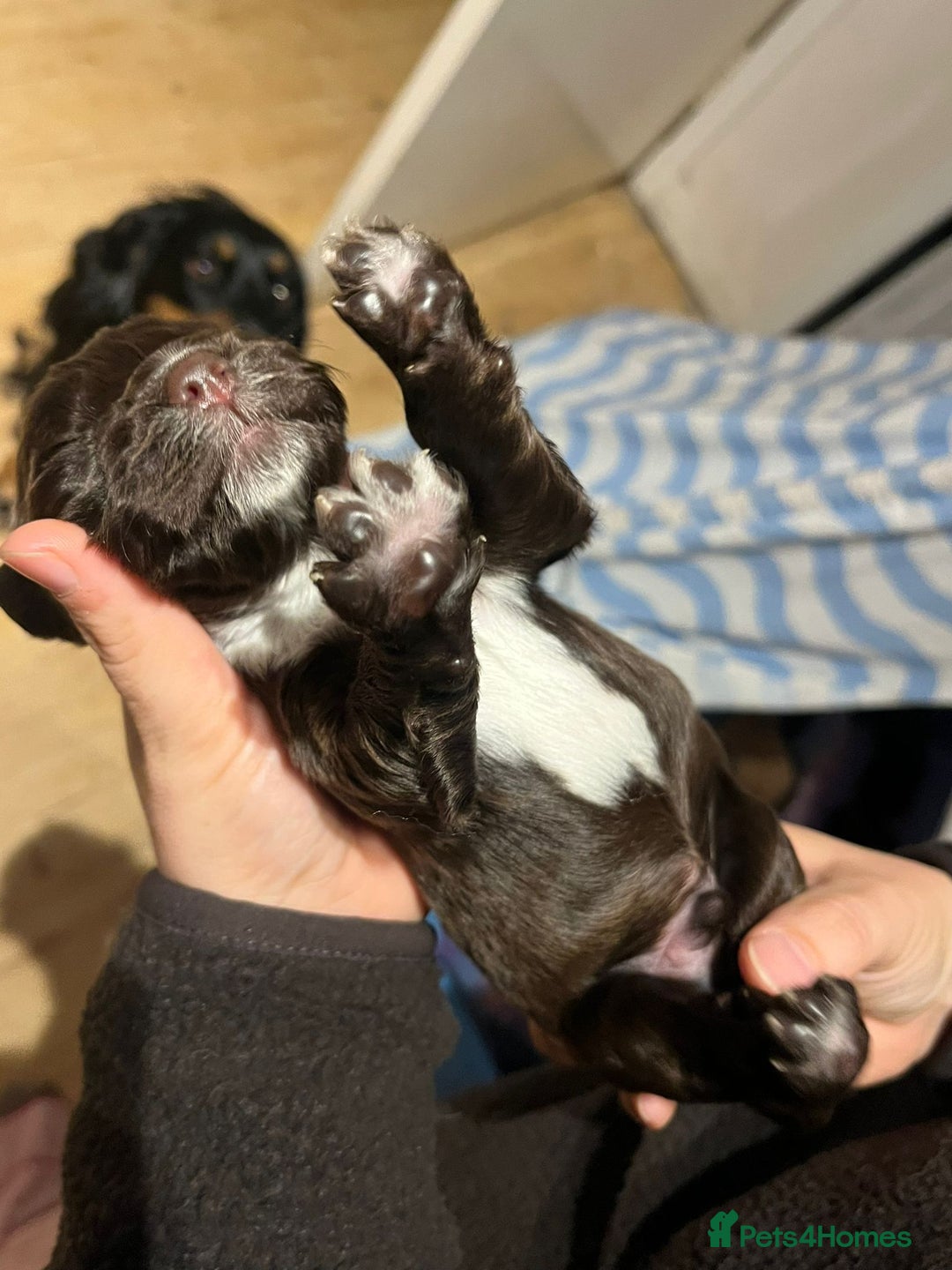 Cocker Spaniel dogs for sale: Cocker spaniel puppies - Image 12