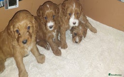 Cavapoo dogs for sale: CAVAPOO F1 puppies  - Image 4