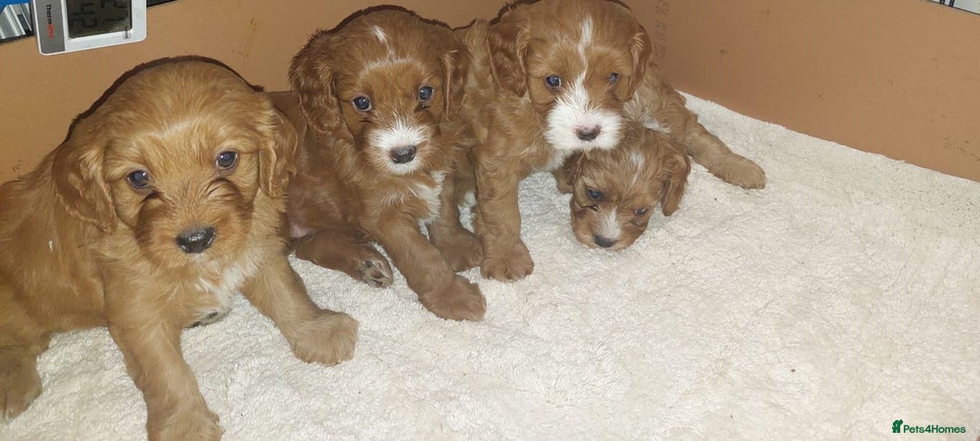 Cavapoo dogs for sale: CAVAPOO F1 puppies  - Image 4