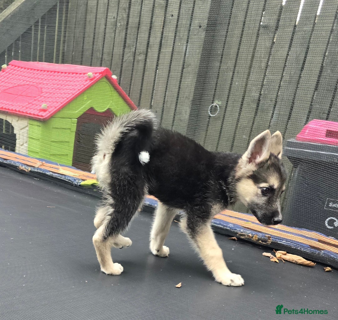 Mixed Breed dogs for sale: Female Shepkita Puppy - Image 7