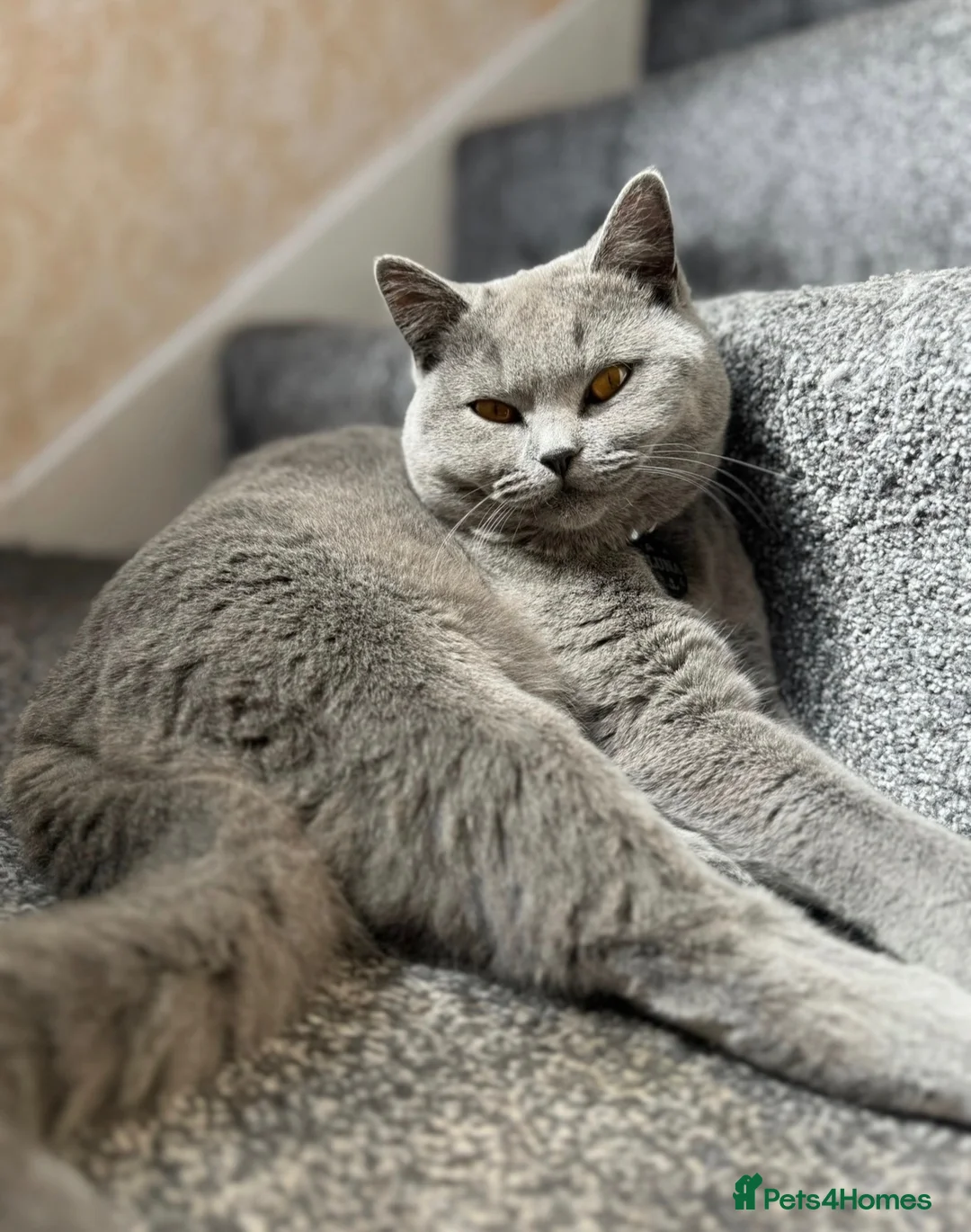 British Shorthair cats for sale: BSH female, gccf active can help with transport  - Advert 6