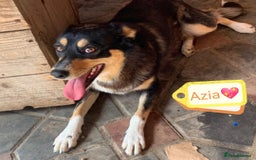Mixed Breed dogs for adoption: 💖🐶 AZIA 🐶💖 - Image 1