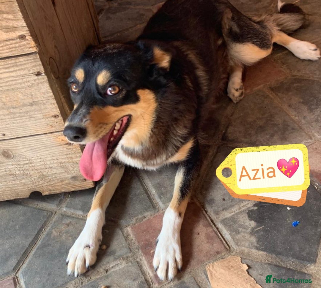 Mixed Breed dogs for adoption: 💖🐶 AZIA 🐶💖 - Image 1