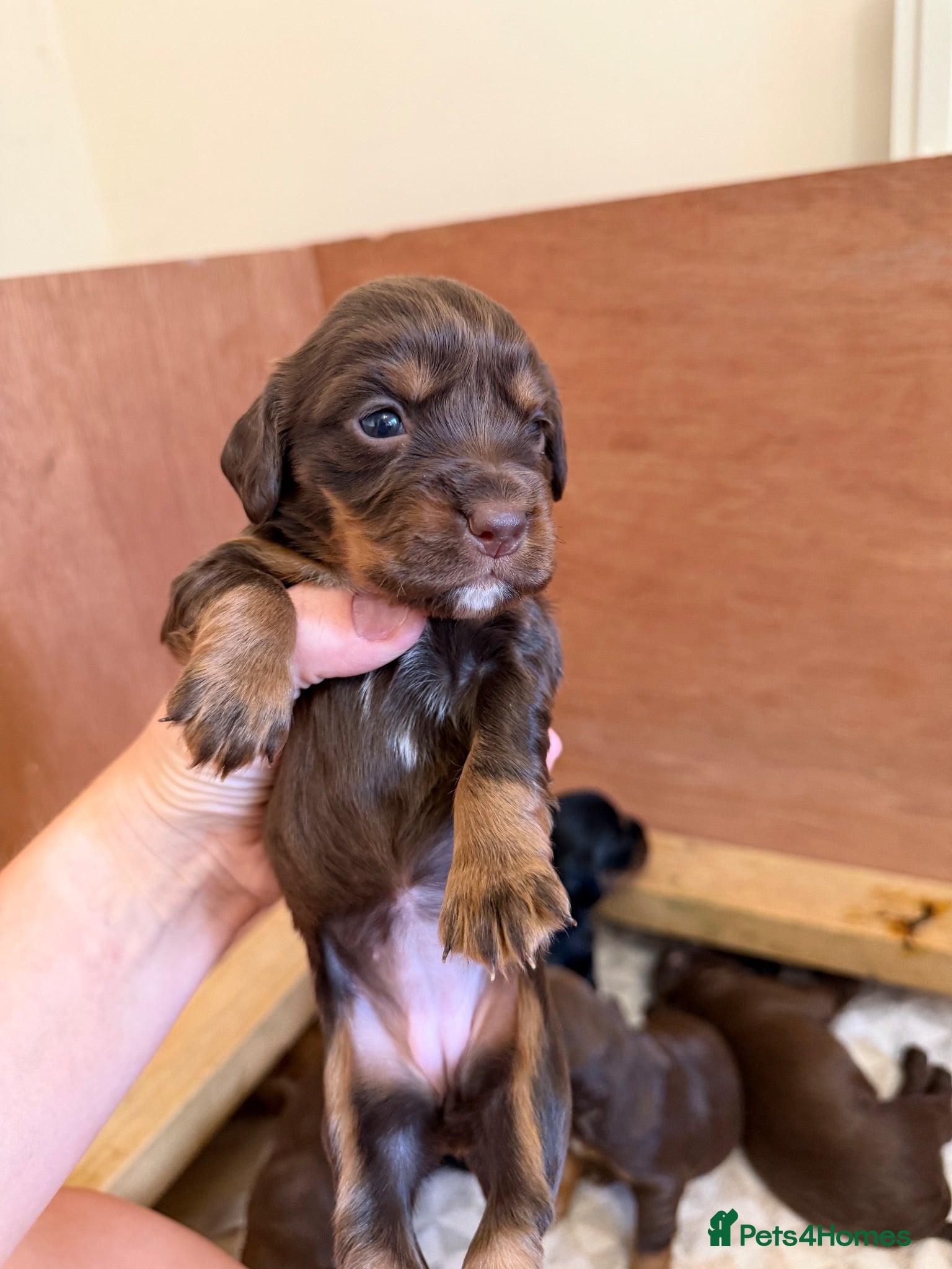 Cocker Spaniel dogs Stunning pedigree working cocker spaniel puppies  - Advert 1