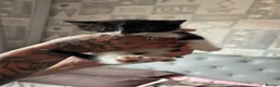Mixed Breed cats for sale: Kittens  - Advert 3