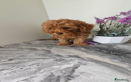 Toy Poodle dogs for sale: Beautiful Red Toy Poodle Puppies - Image 19