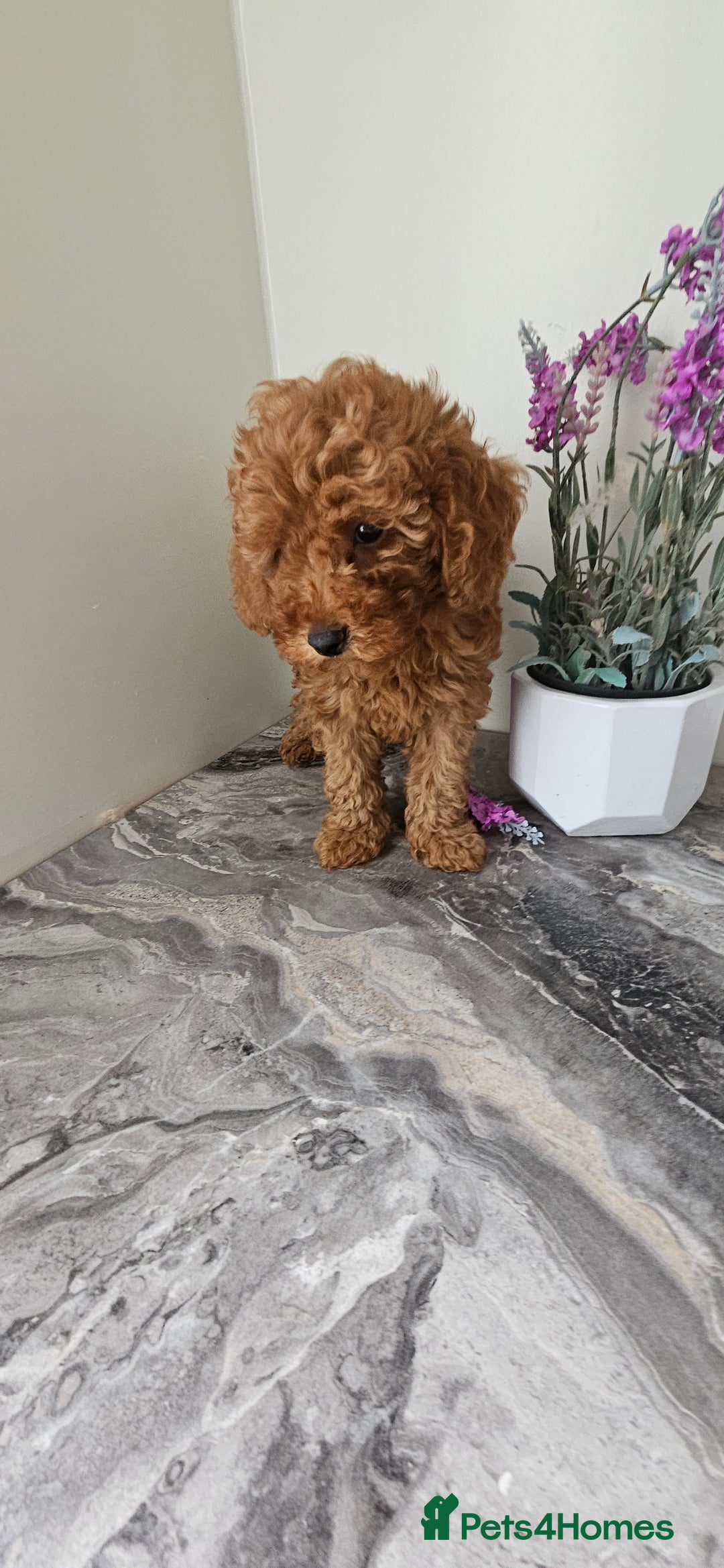 Toy Poodle dogs for sale: Beautiful Red Toy Poodle Puppies - Image 19