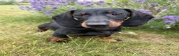 Dachshund dogs for sale: Ready to leave! One Gorgeous boy left - Advert 4