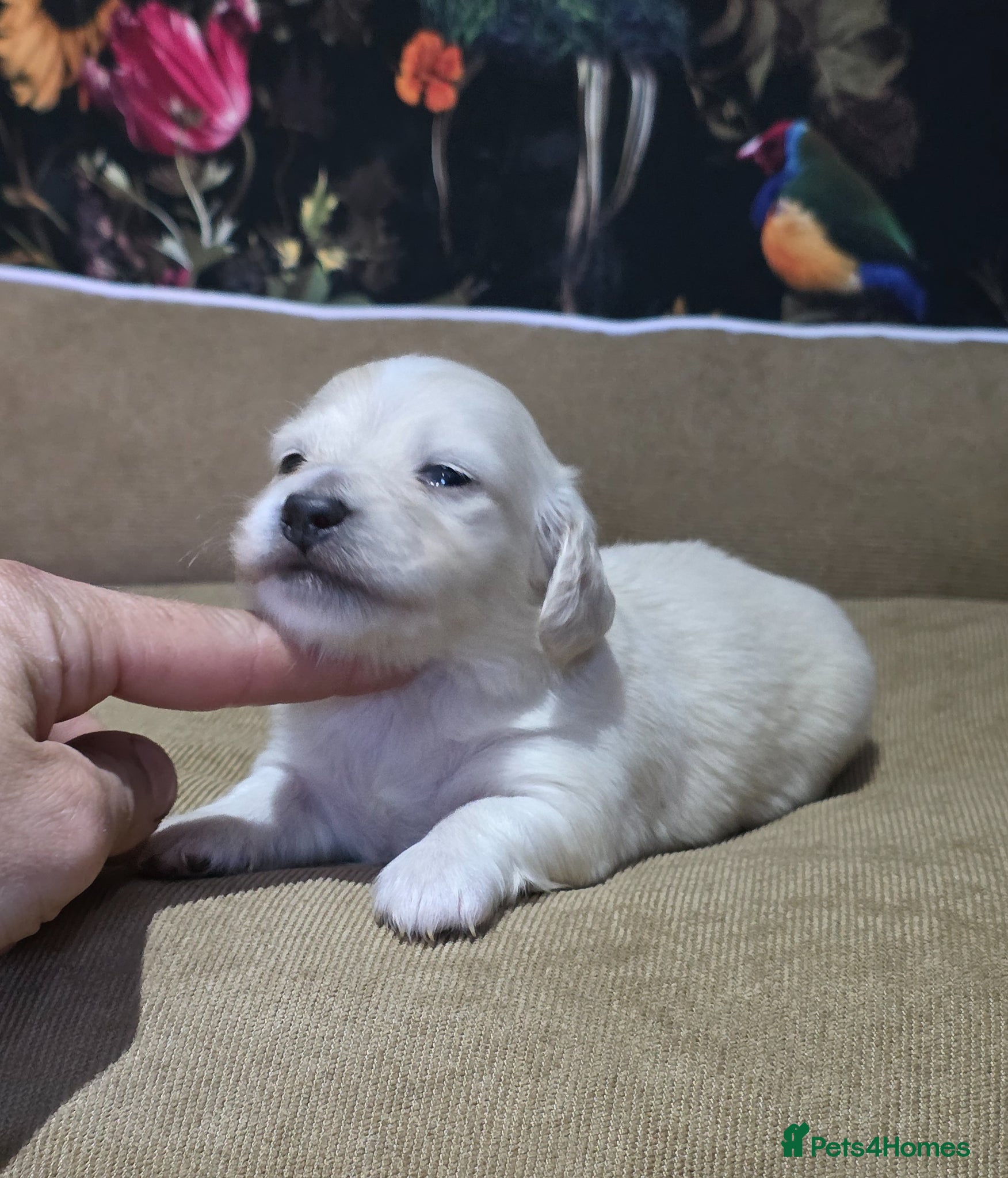 Miniature Dachshund dogs Cream Miniature long-haired  - Advert 2