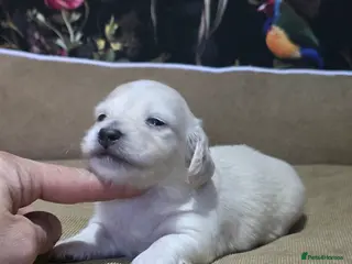 Miniature Dachshund dogs Cream Miniature long-haired - Advert 2