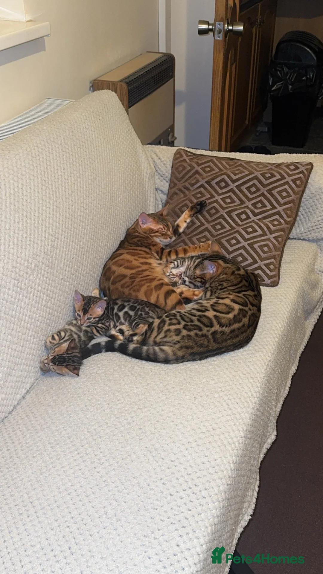 Bengal cats for sale: ⭐️⭐️Stunning High Quality Bengal Kittens⭐️⭐️TICA - Advert 1