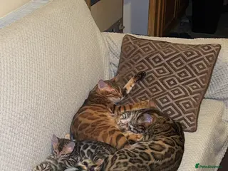 Bengal cats ⭐️⭐️Stunning High Quality Bengal Kittens⭐️⭐️TICA - Advert 1