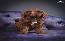 Cockapoo dogs for sale: **Ready Now**Miniature F1B Cockapoos  - Image 7