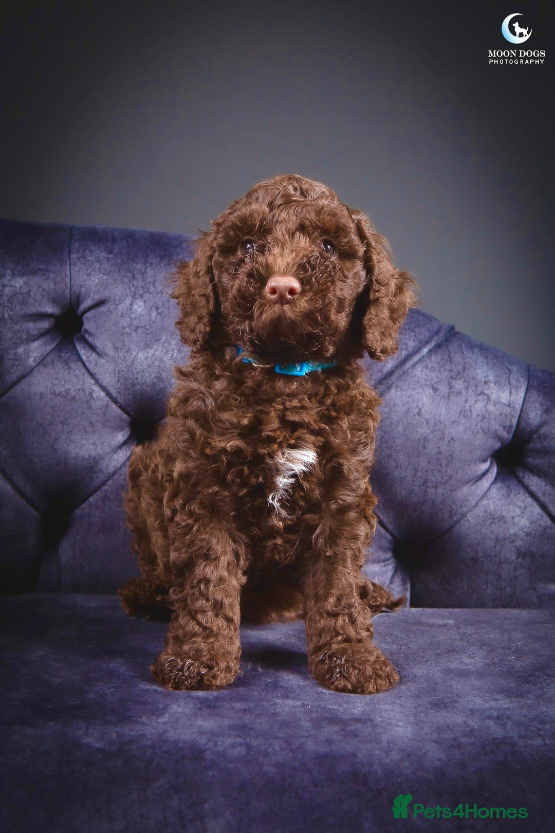 Cockapoo dogs for sale: **Ready Now**Miniature F1B Cockapoos  - Image 7
