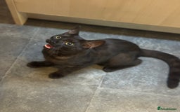 Egyptian Mau cats for sale: TICA reg Spotted EgyptianMau x Bengal LOWEST PRICE - Image 5