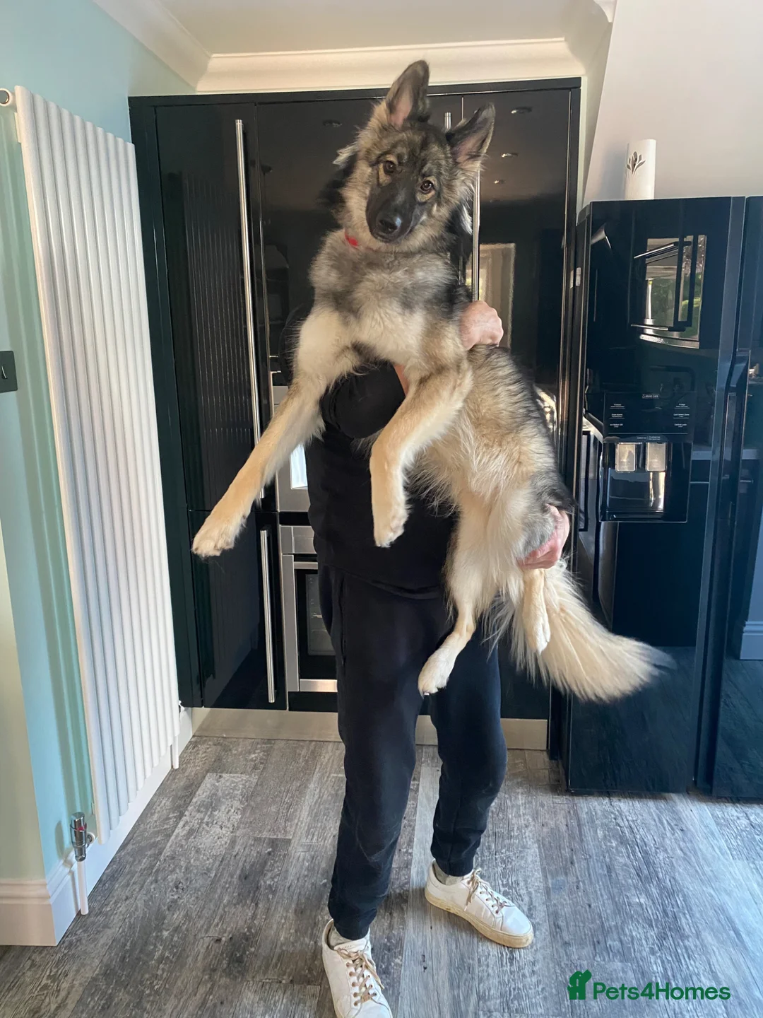 Shepsky dogs for sale: 1 year old Shepsky for sale - Advert 1