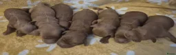 Cavapoo dogs for sale: F1B CAVAPOO PUPPIES EXTENSIVELY DNA HEALTH TESTED  - Advert 17