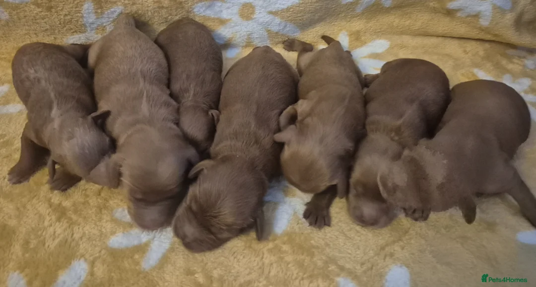 Cavapoo dogs for sale: F1B CAVAPOO PUPPIES EXTENSIVELY DNA HEALTH TESTED  - Advert 17