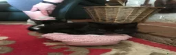 Mixed Breed cats for sale: Kittens  in Tamworth - Advert 4