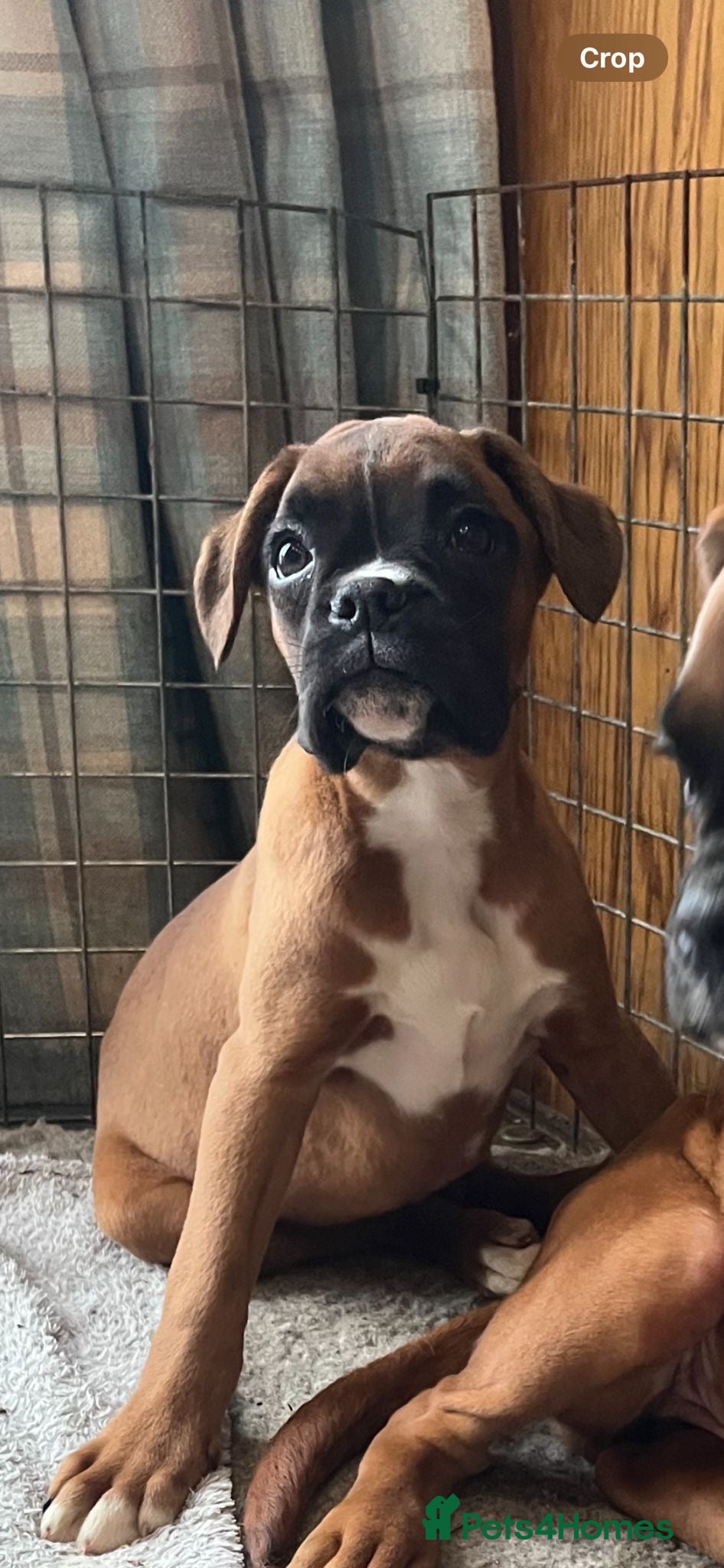 Boxer dogs 🌟KC Registered Boxer Puppies🌟Longtail/Bobtails🌟 - Advert 2