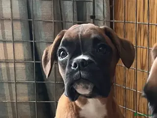 Boxer dogs 🌟KC Registered Boxer Puppies🌟Longtail/Bobtails🌟 - Advert 2