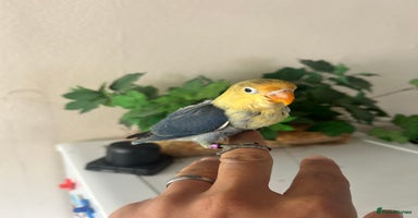 Lovebirds birds - Advert 13