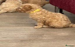 Goldendoodle dogs for sale: ⭐️⭐️READY NOW⭐️⭐️ Beautiful Goldendoodles - Image 30
