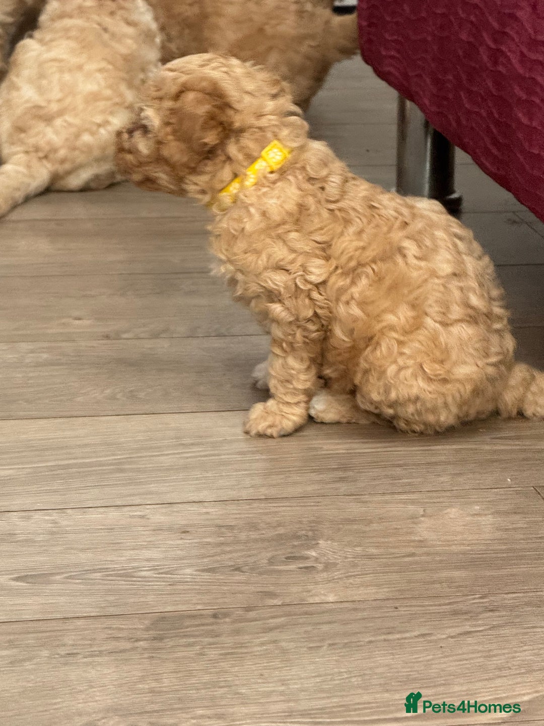 Goldendoodle dogs for sale: ⭐️⭐️READY NOW⭐️⭐️ Beautiful Goldendoodles - Image 30