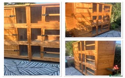 Guinea Pig rodents for sale: Guinea pig sanctuary - Image 1