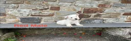 West Highland Terrier dogs for sale: Beautiful Westie Puppies  - Advert 6