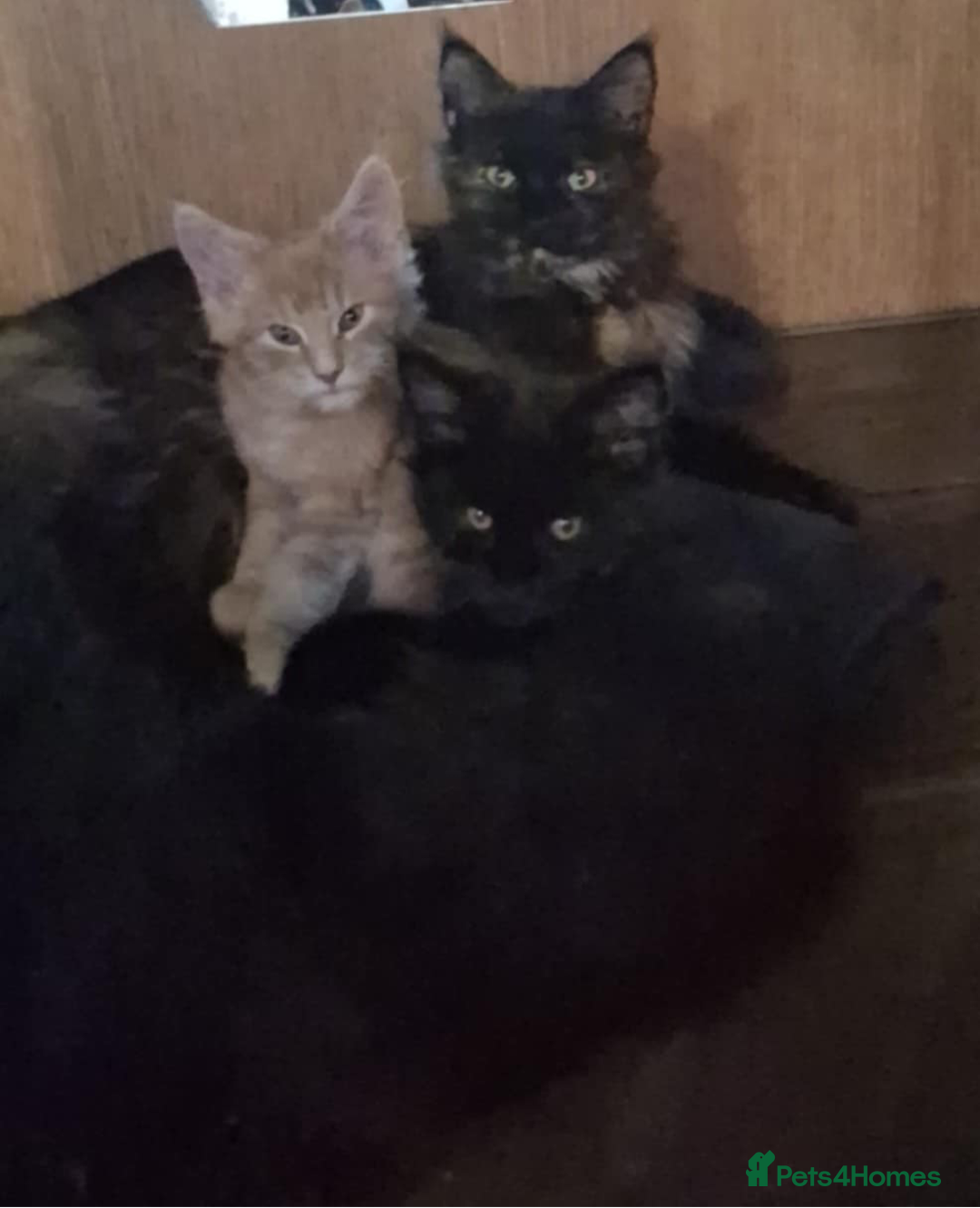 Maine Coon cats for sale: Maine Coon pedigre XL - Image 29