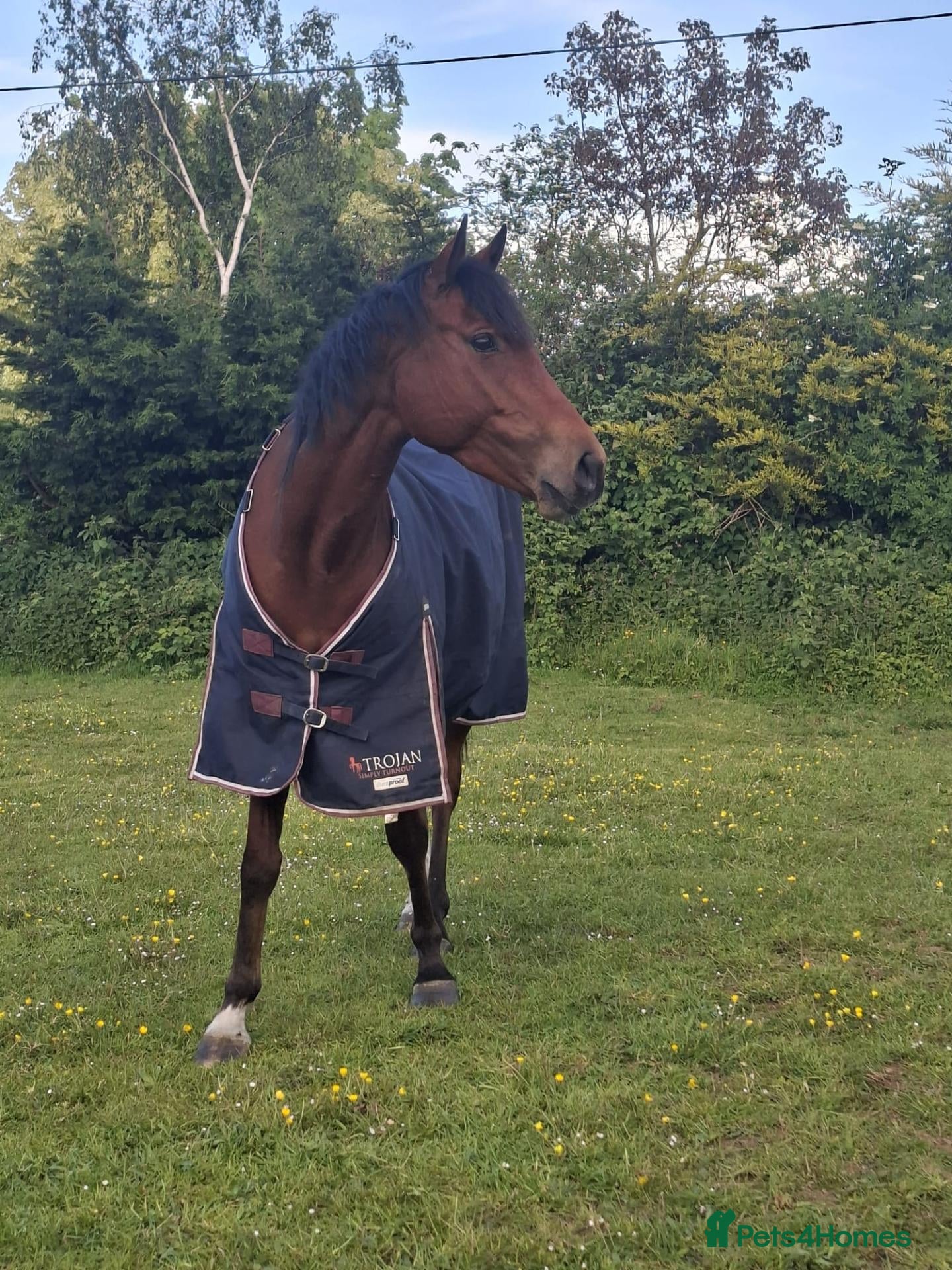 English Thoroughbred horses Beautiful bay TB mare - Advert 16