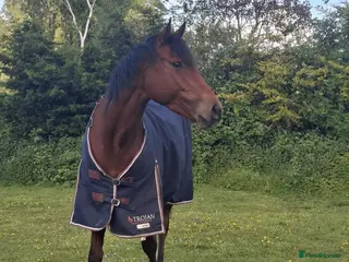 English Thoroughbred horses Beautiful bay TB mare - Advert 16