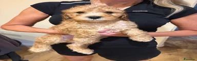 🤠 Bandit 🤠 