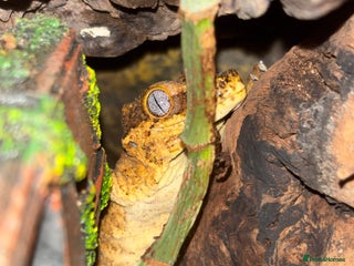 Gecko reptiles 3 Gargoyle Geckos - Advert 17